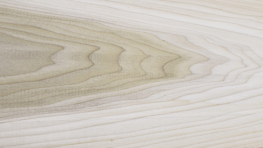 poplar