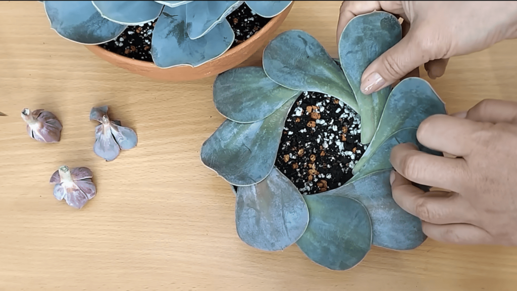 Step 7 Plant and Propagate