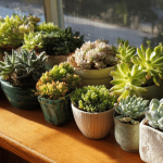 how to propagate succulents