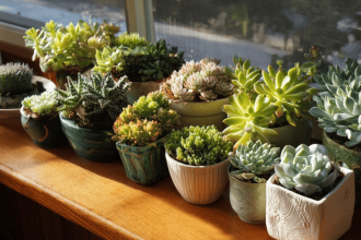 how to propagate succulents