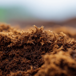 what is peat moss