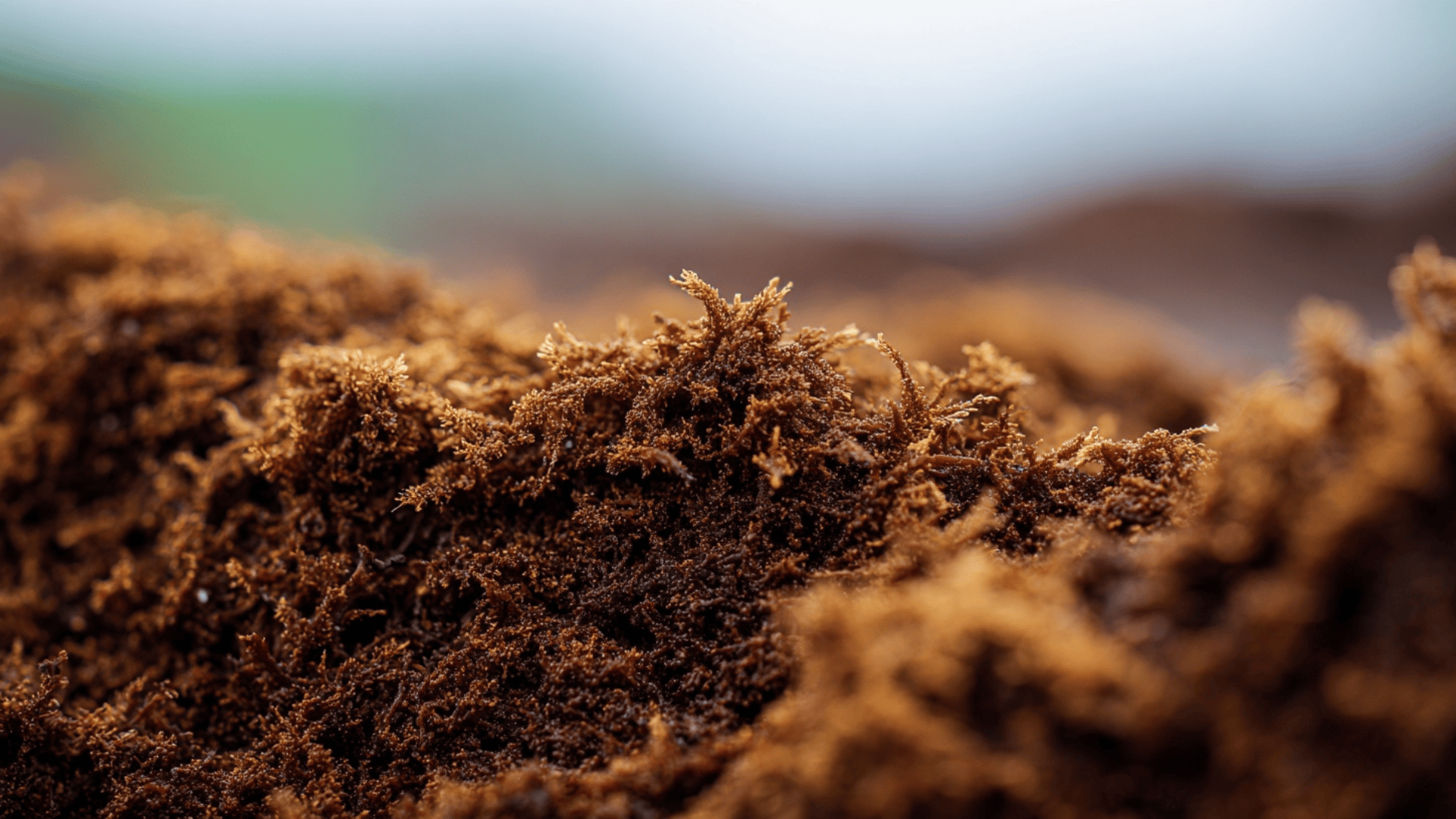 what is peat moss