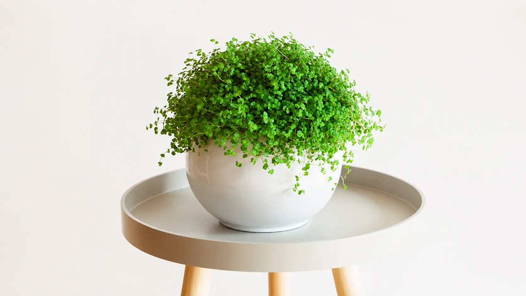 Baby tears plant in a white pot on a minimal table.