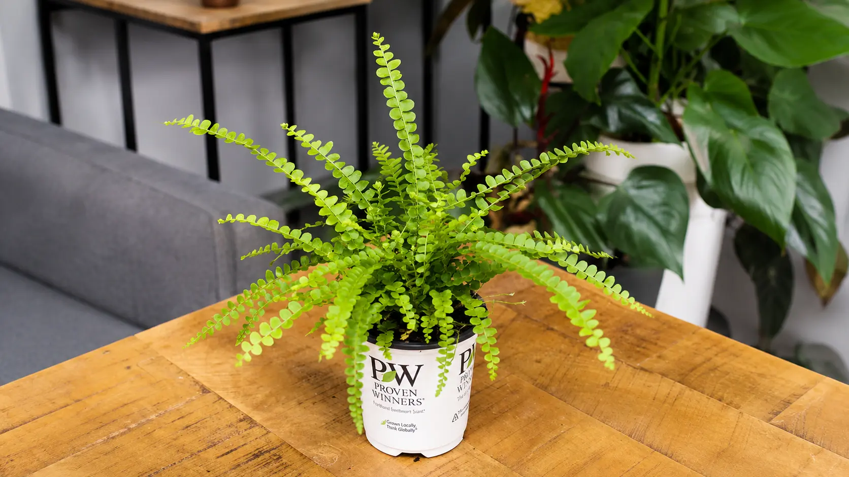 Button fern plant in a pot on a wooden table.