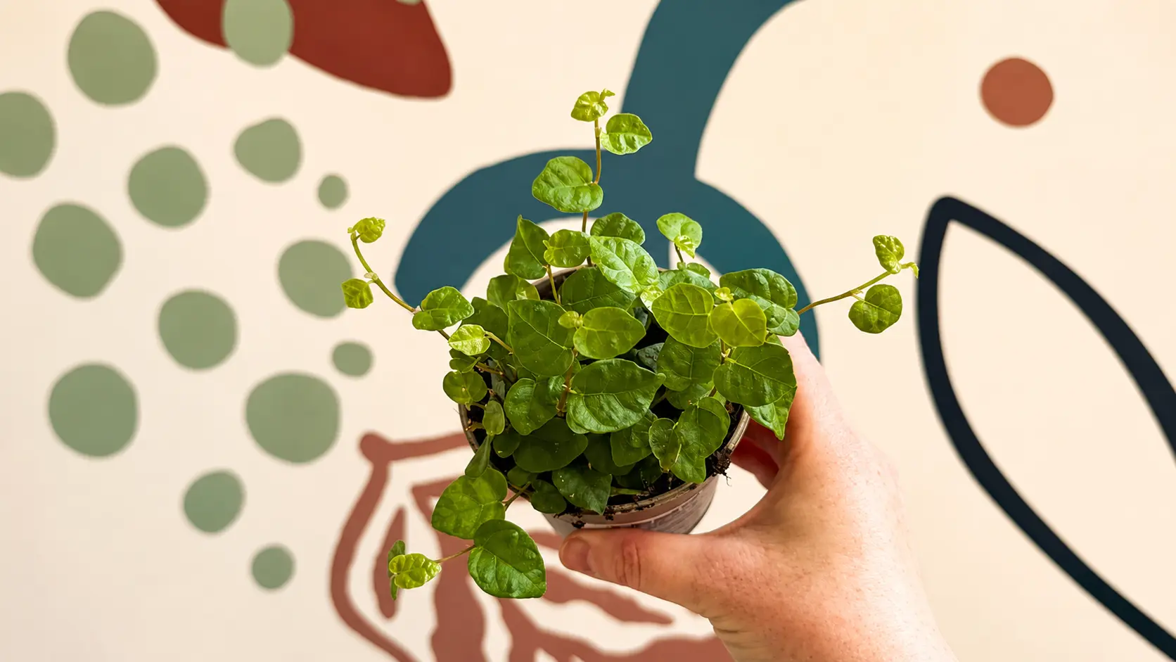 Hand holding a small Creeping Fig plant in a pot.