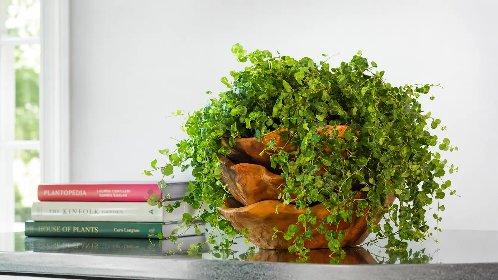 Creeping fig plant in a wooden bowl on a table.