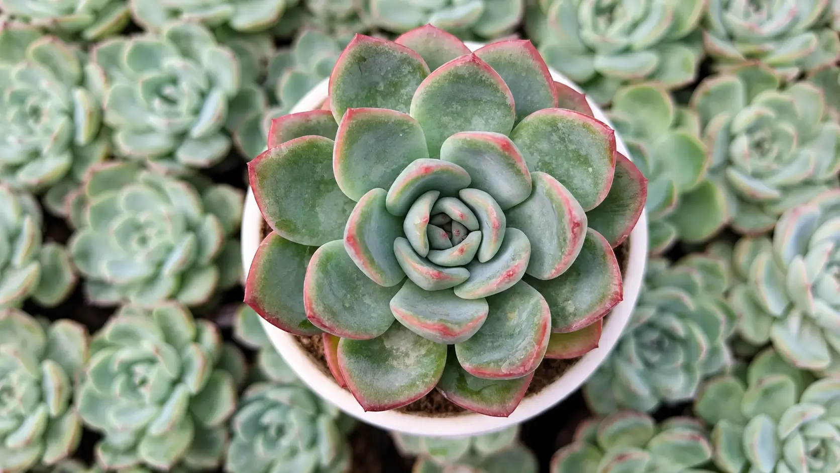 Echeveria succulent in a white pot with pink-edged leaves.