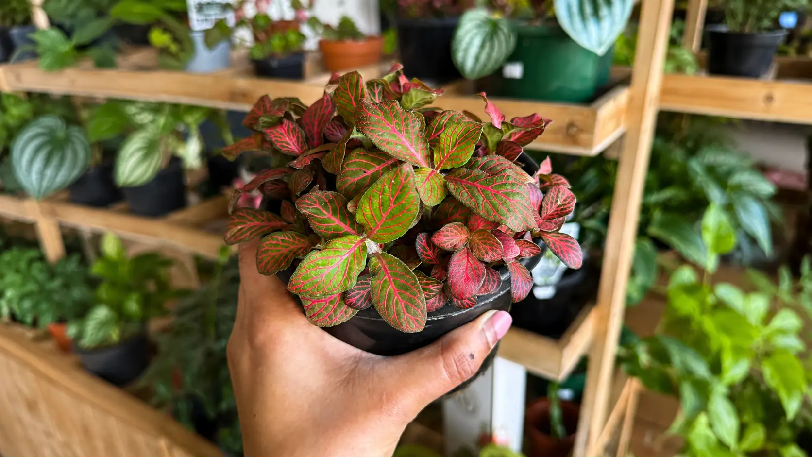 Hand holding a Fittonia (nerve plant) with red-veined green leaves