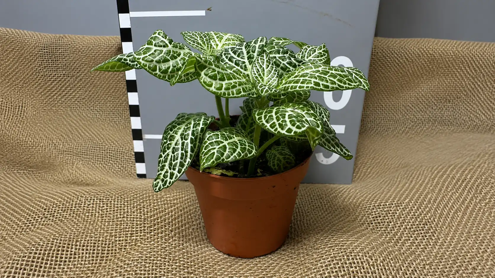 Fittonia plant in a brown pot on a burlap surface.