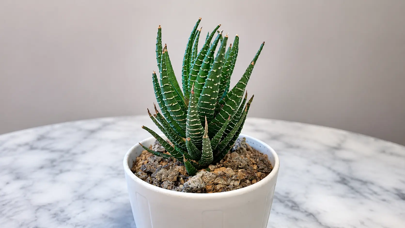 Haworthia plant in a white pot on a marble table.