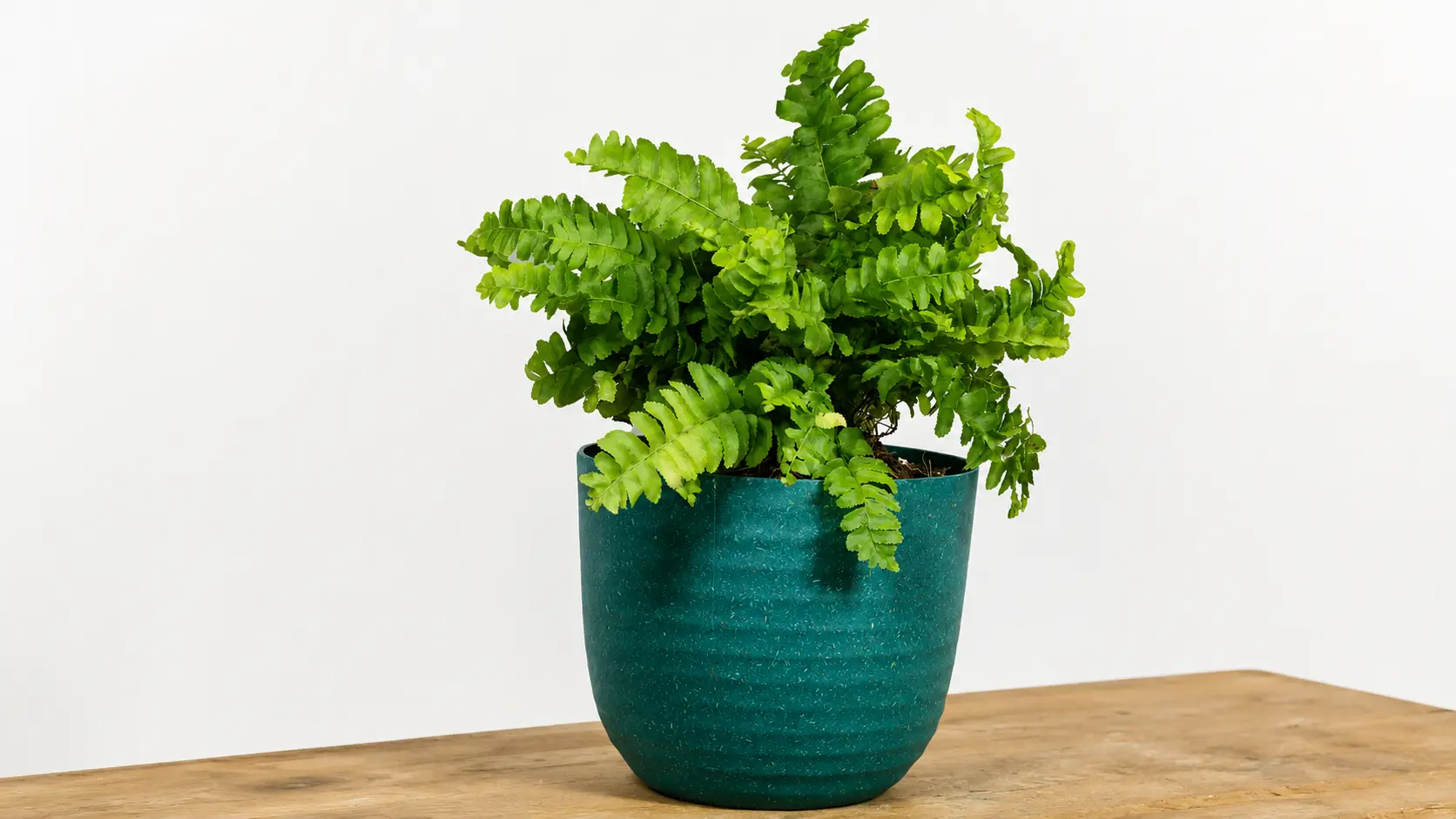 Mini fern plant in a teal pot on a wooden table.
