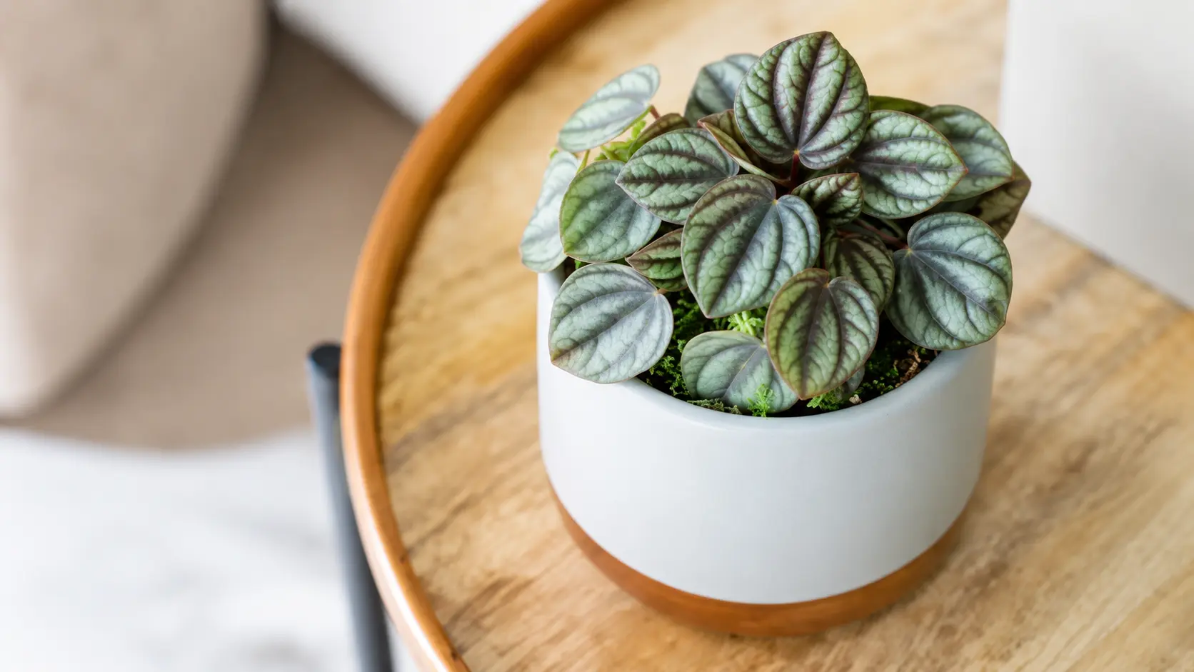 Mini peperomia plant in a white pot on a wooden table.