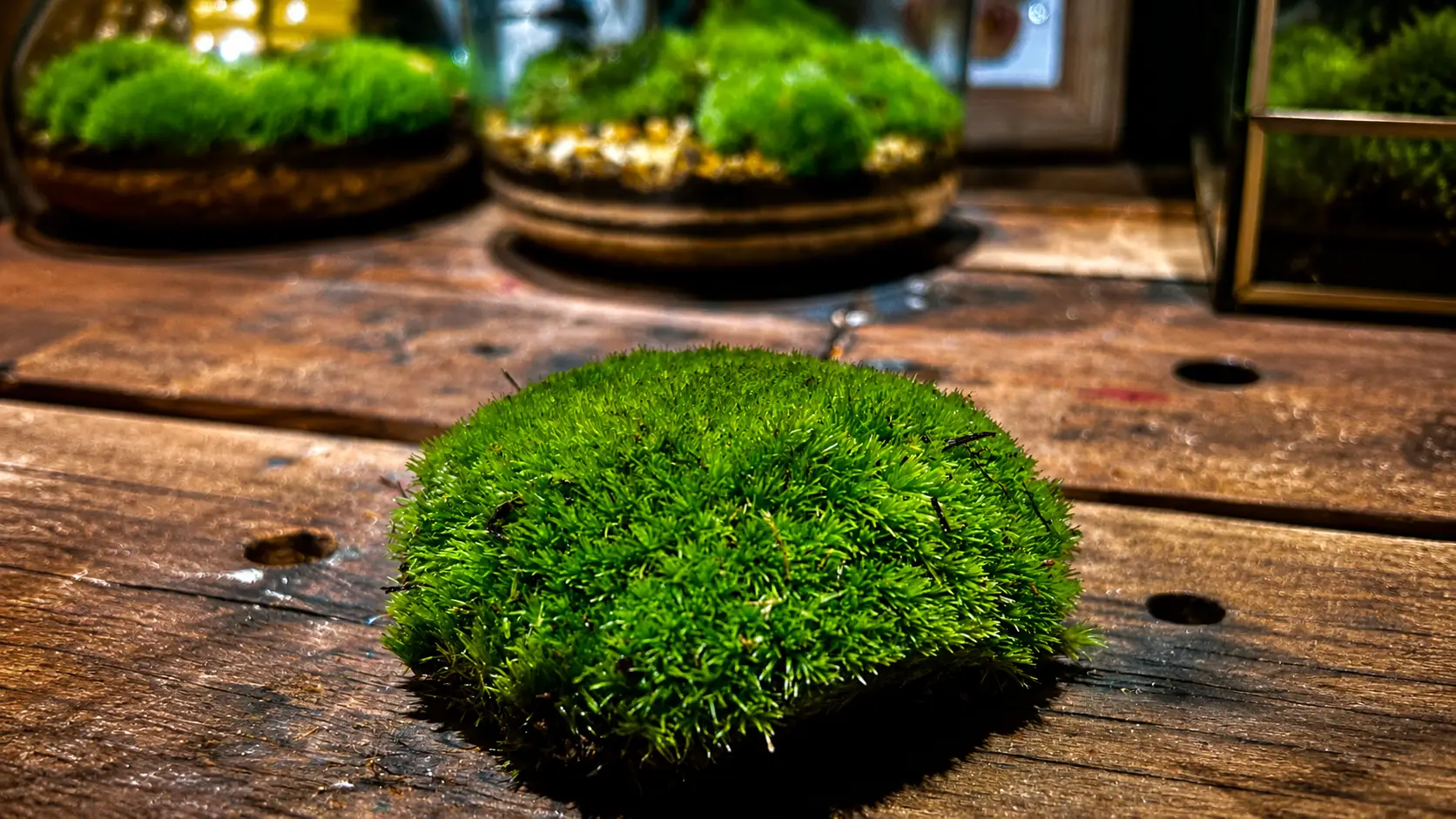 Moss cushion on a wooden surface in warm natural light.