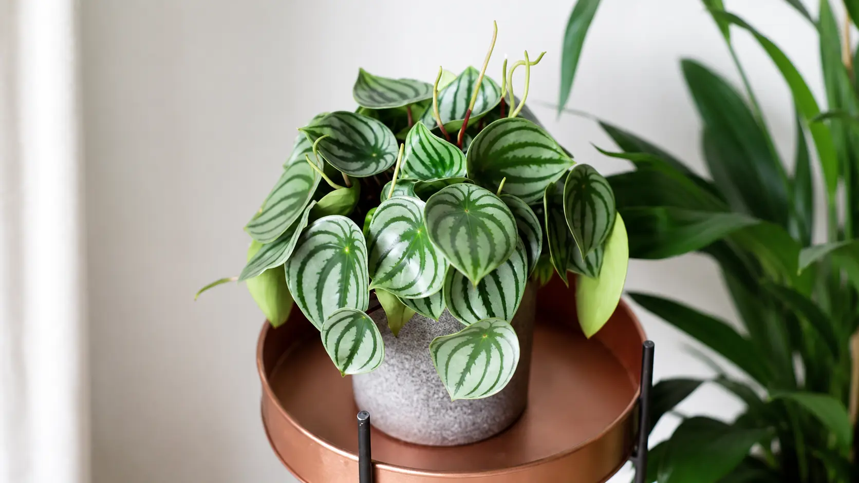 Peperomia plant in a pot on a stand.