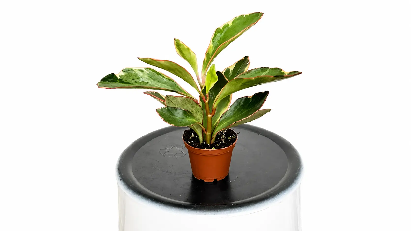 Peperomia plant in a pot on a white background.