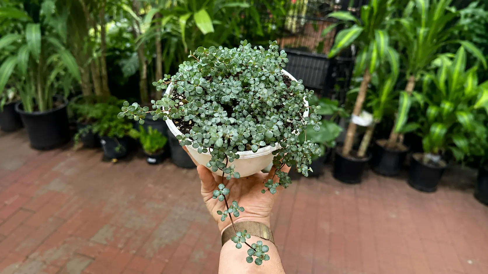 Pilea glauca plant in a white pot held in hand outdoors.