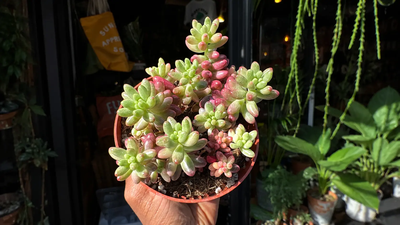 Sedum succulent in a pot with pink and green leaves held in hand.