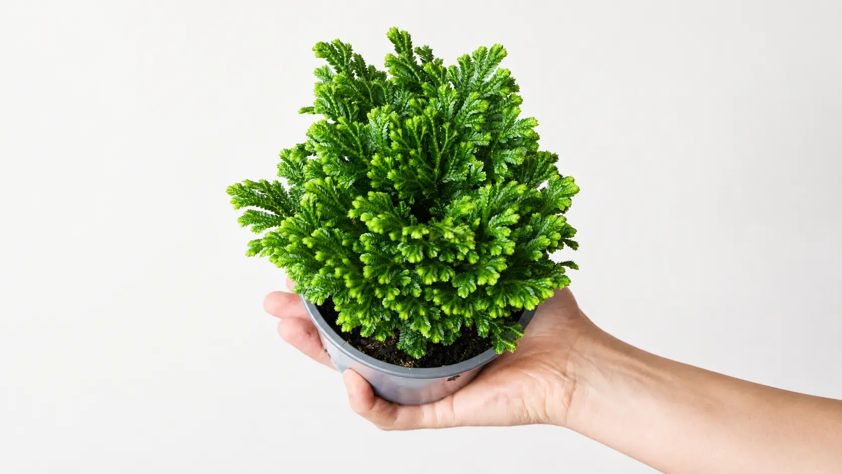 Selaginella plant in a small pot held in hand.