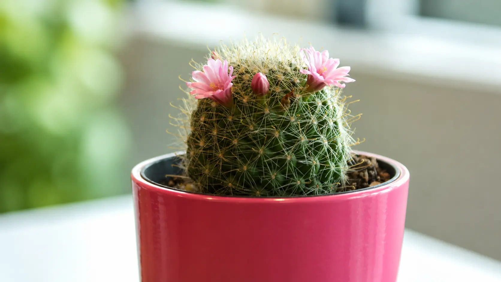 Cactus with pink flowers in a pot.