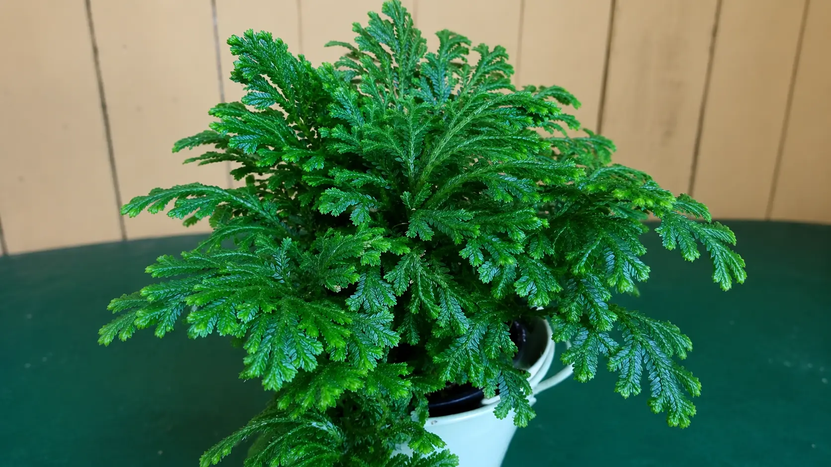 Spike moss plant in a white pot.