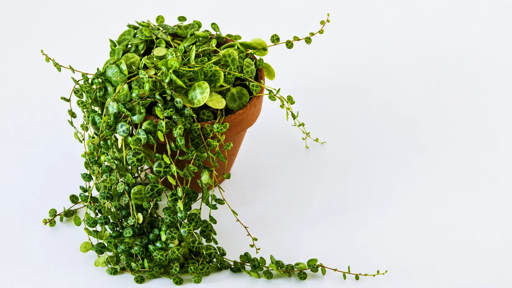 String of turtles plant in a terracotta pot on a white background.