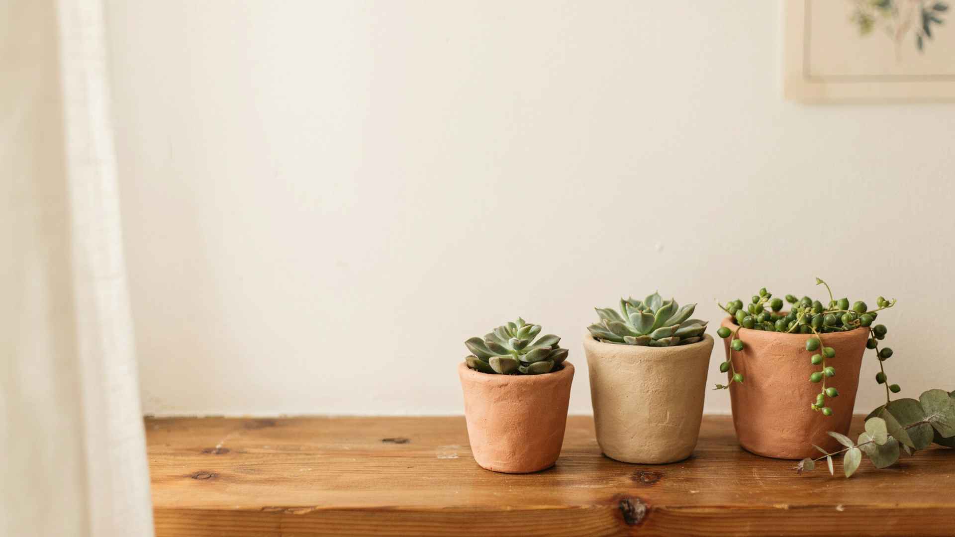 Small clay planters with succulents on windowsill