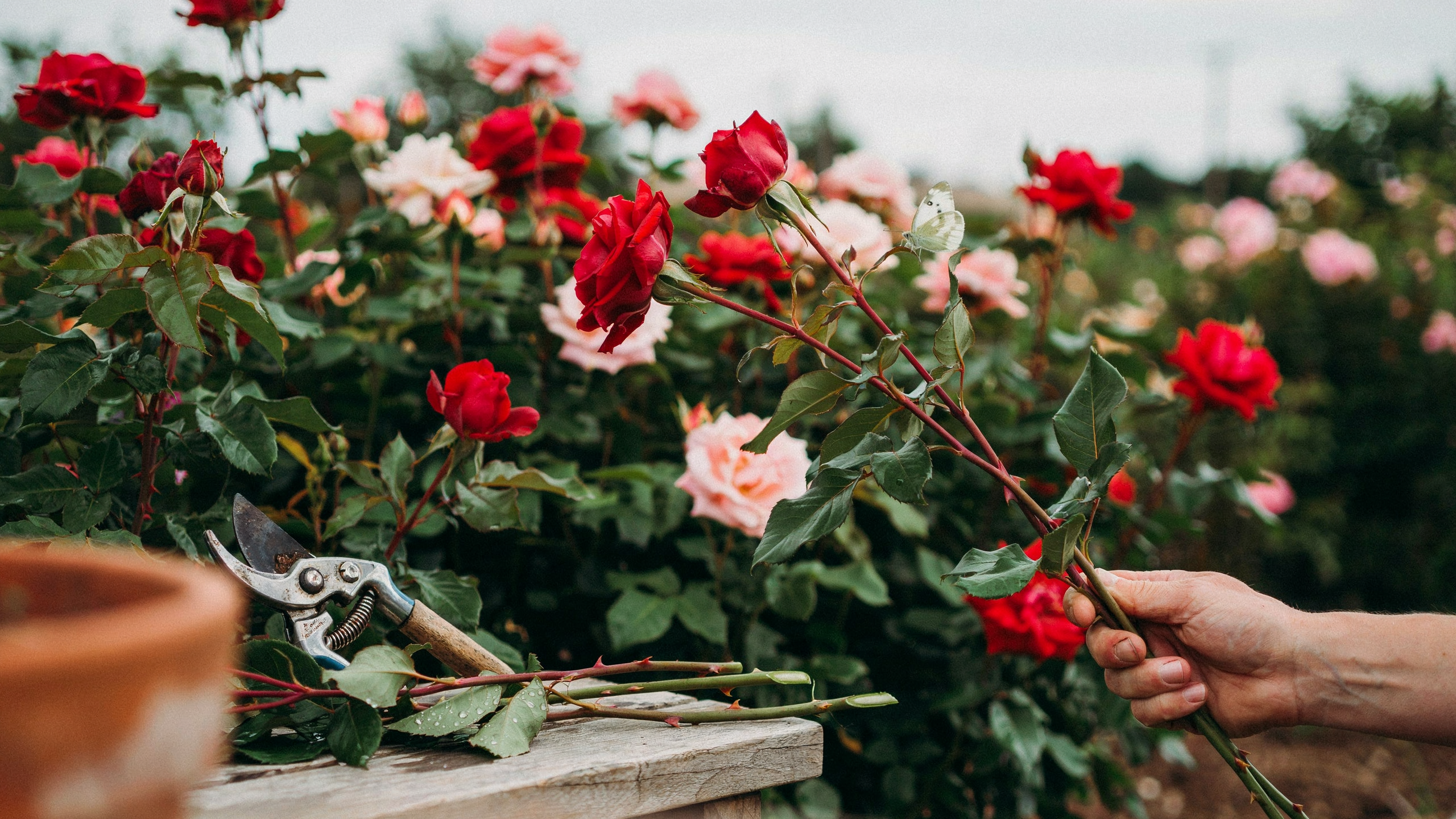 Hands holding freshly cut red rose stems with extra length visible and clear detailed garden background in natural light.