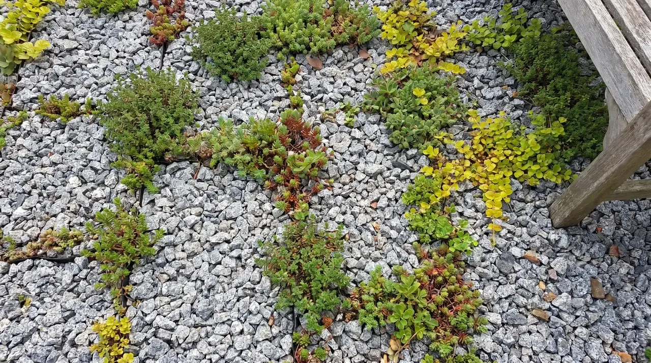 Thyme, sedum, and creeping Jenny growing through gaps in a gravel surface