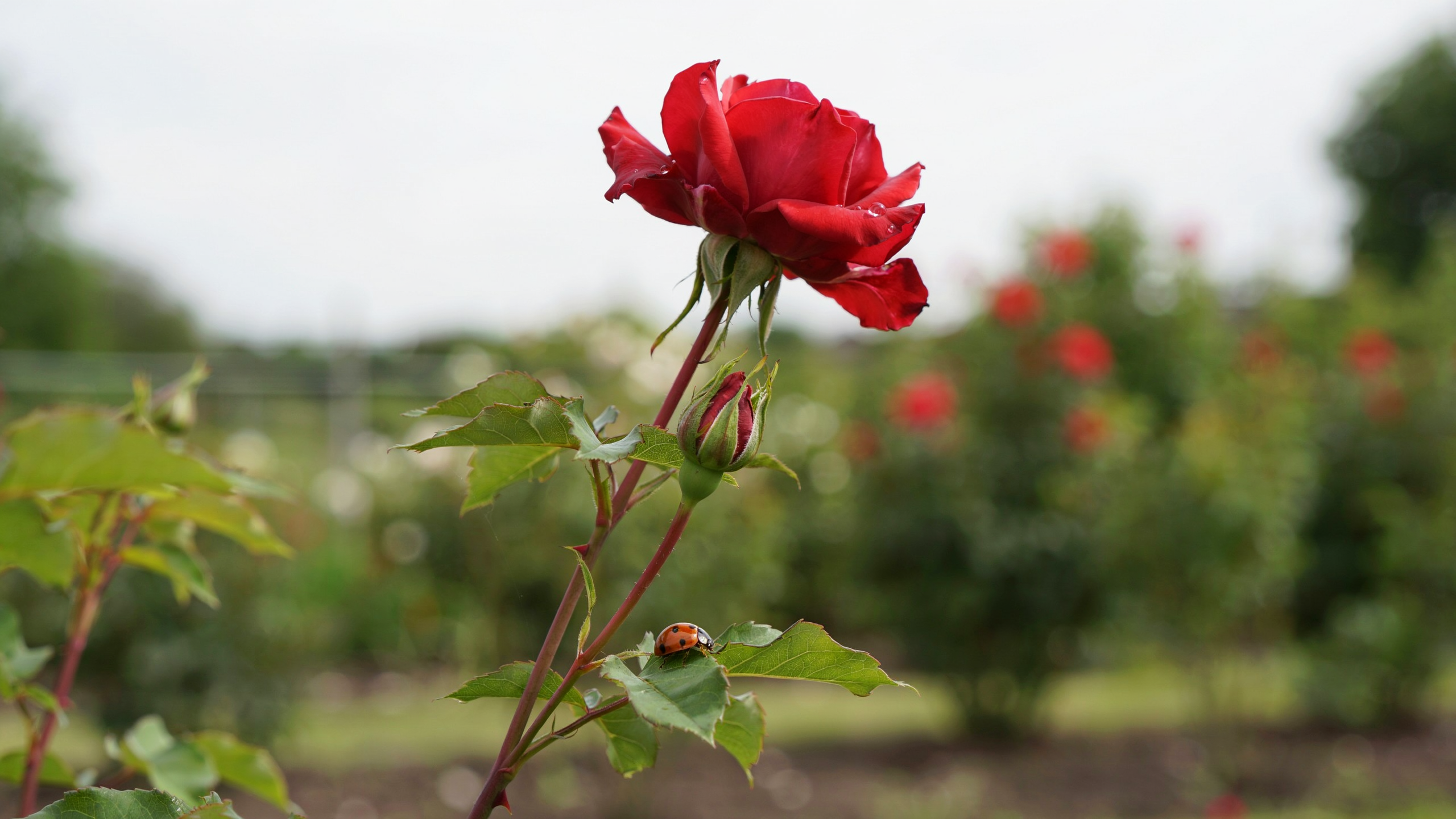 Red rose stem showing buds and full blooms in garden under natural daylight conditions